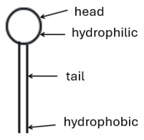 Figure for Answer to Question 1 — IB Biology SL