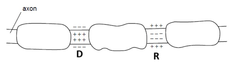 Figure for Answer to Question 1 — IB Biology SL