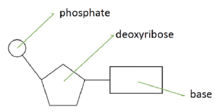Figure for Answer to Question (b) — IB Biology HL