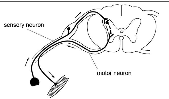 Figure for Answer to Question (i) — IB Biology HL