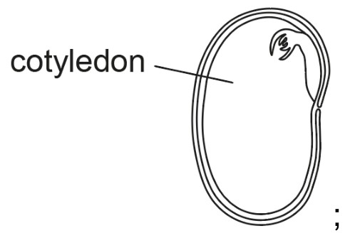 Figure for Answer to Question (i) — IB Biology HL