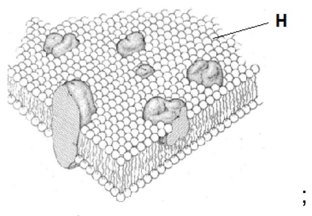 Figure for Answer to Question 1 — IB Biology HL