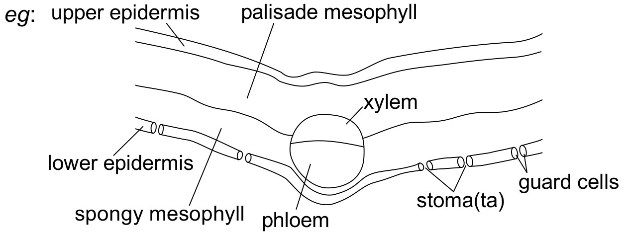 Figure for Answer to Question 1 — IB Biology HL