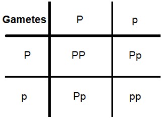 Official Punnett-grid answer image from the markscheme.