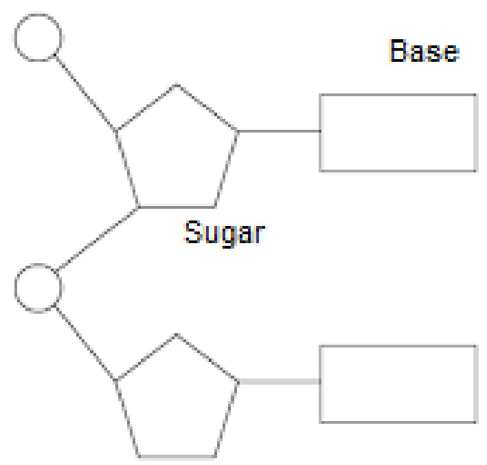 official ribonucleotide diagram answer