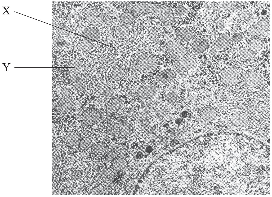 Figure for Question 1 — IB Biology HL