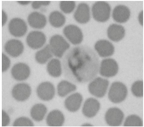 Figure for Question 1 — IB Biology SL