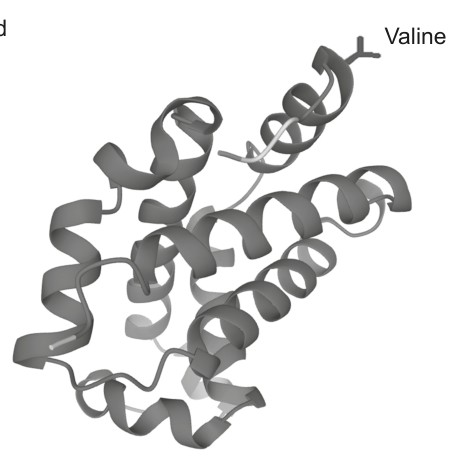 Sickle beta chain