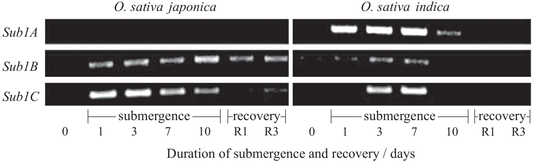 Figure for Question (a) — IB Biology SL