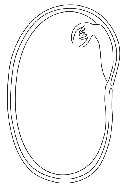 Figure for Question 1 — IB Biology HL