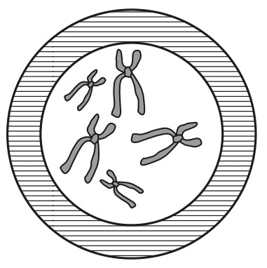 Figure for Question 1 — IB Biology HL — Option C