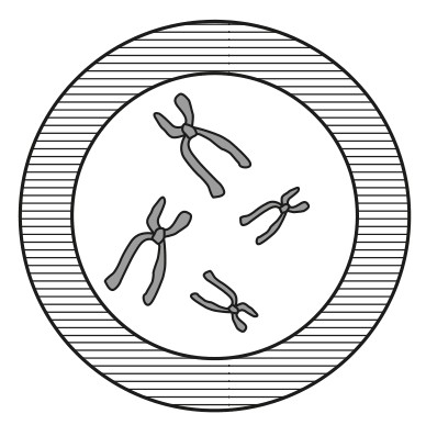 Figure for Question 1 — IB Biology HL — Option B