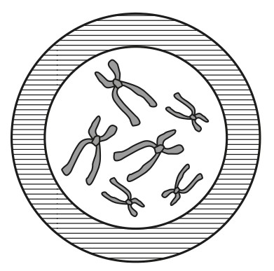Figure for Question 1 — IB Biology HL — Option A