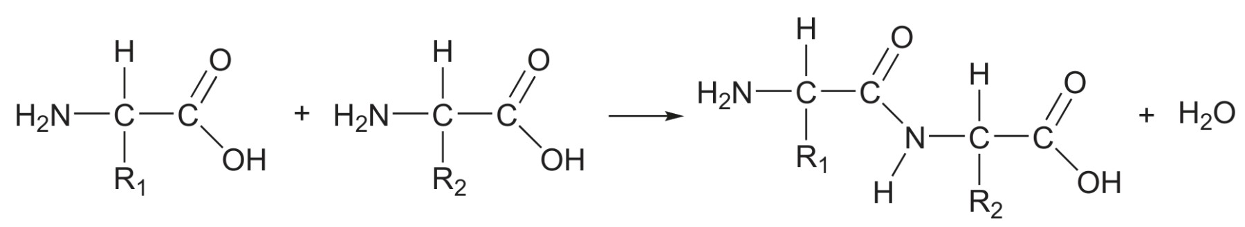 Figure for Question 1 — IB Biology HL — Option D