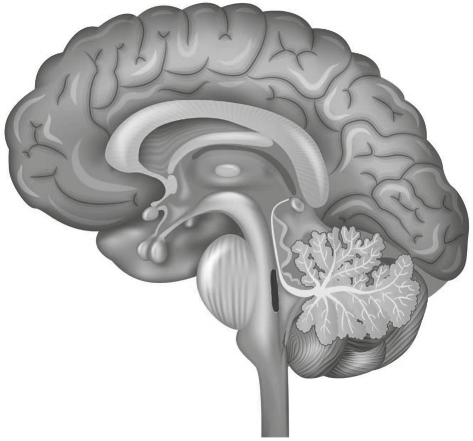 Figure for Question 1 — IB Biology HL