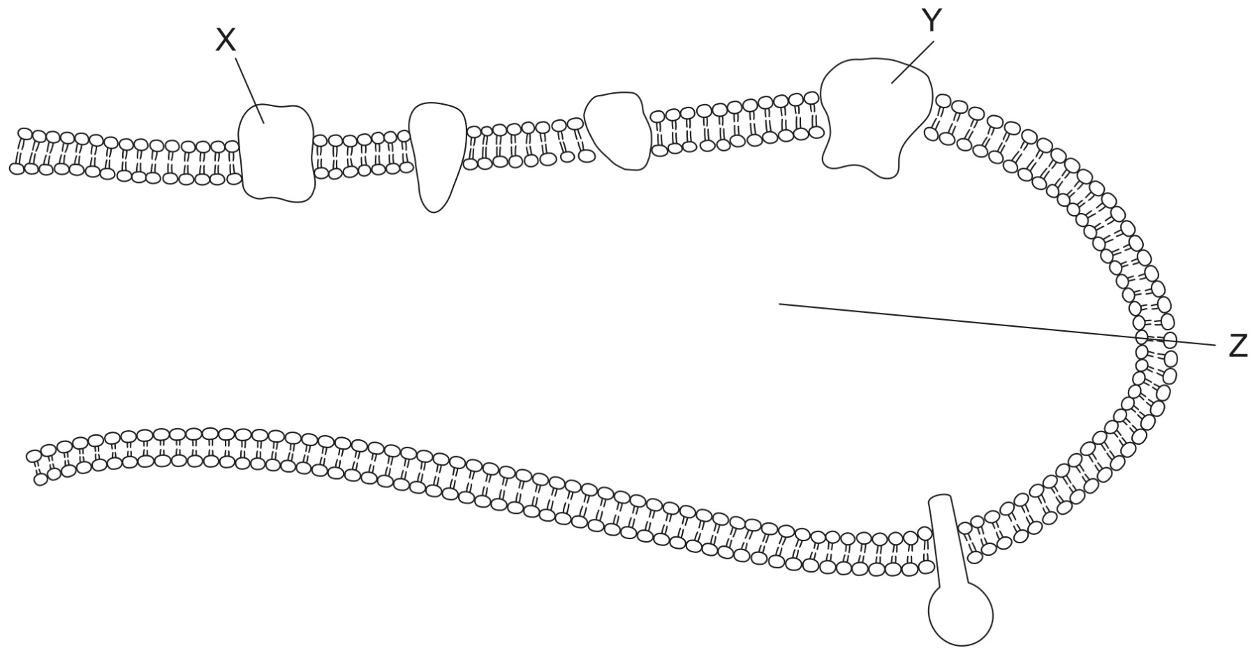 Figure for Question 1 — IB Biology HL