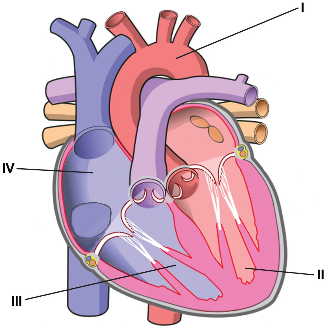 Figure for Question 1 — IB Biology HL