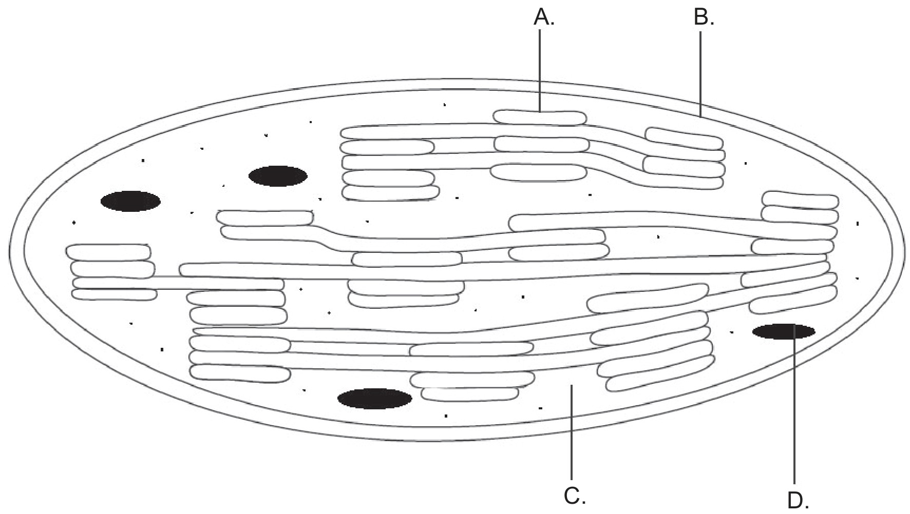 Figure for Question 1 — IB Biology HL