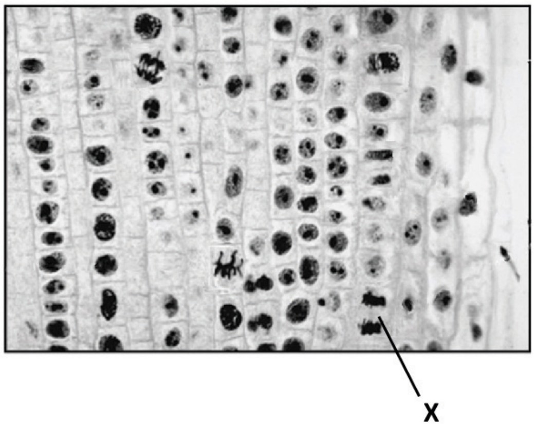 Figure for Question 1 — IB Biology HL