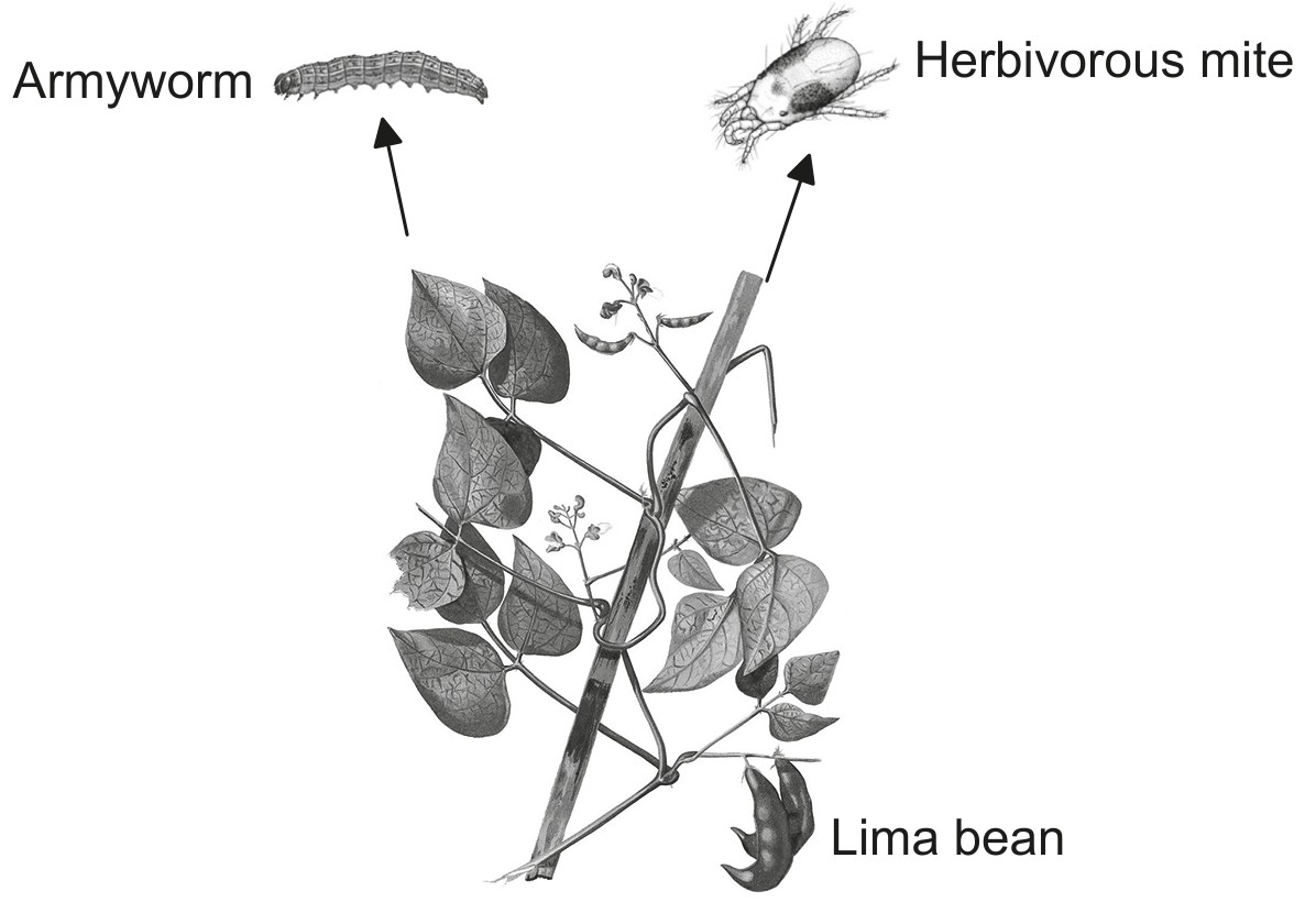 Figure for Question 1 — IB Biology HL