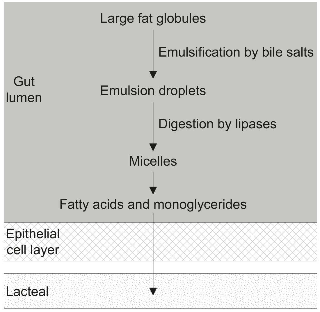 Figure for Question 1 — IB Biology HL