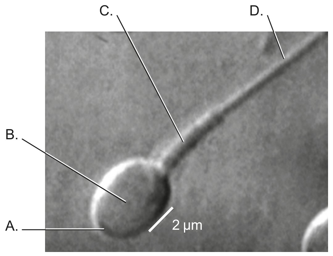 Figure for Question 1 — IB Biology HL