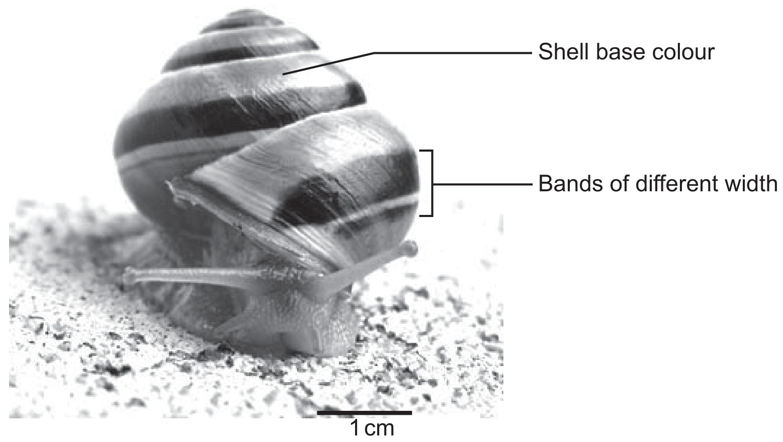 Figure for Question 1 — IB Biology HL