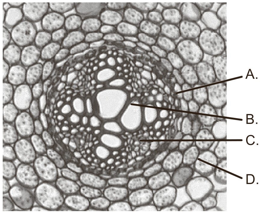 Figure for Question 1 — IB Biology HL