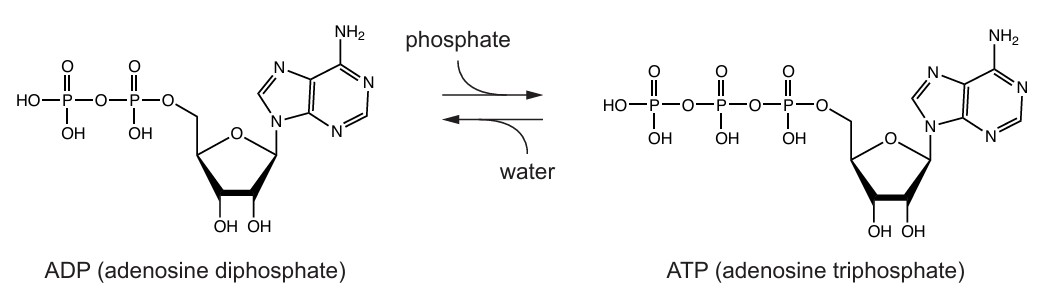 Figure for Question 2 — IB Biology SL