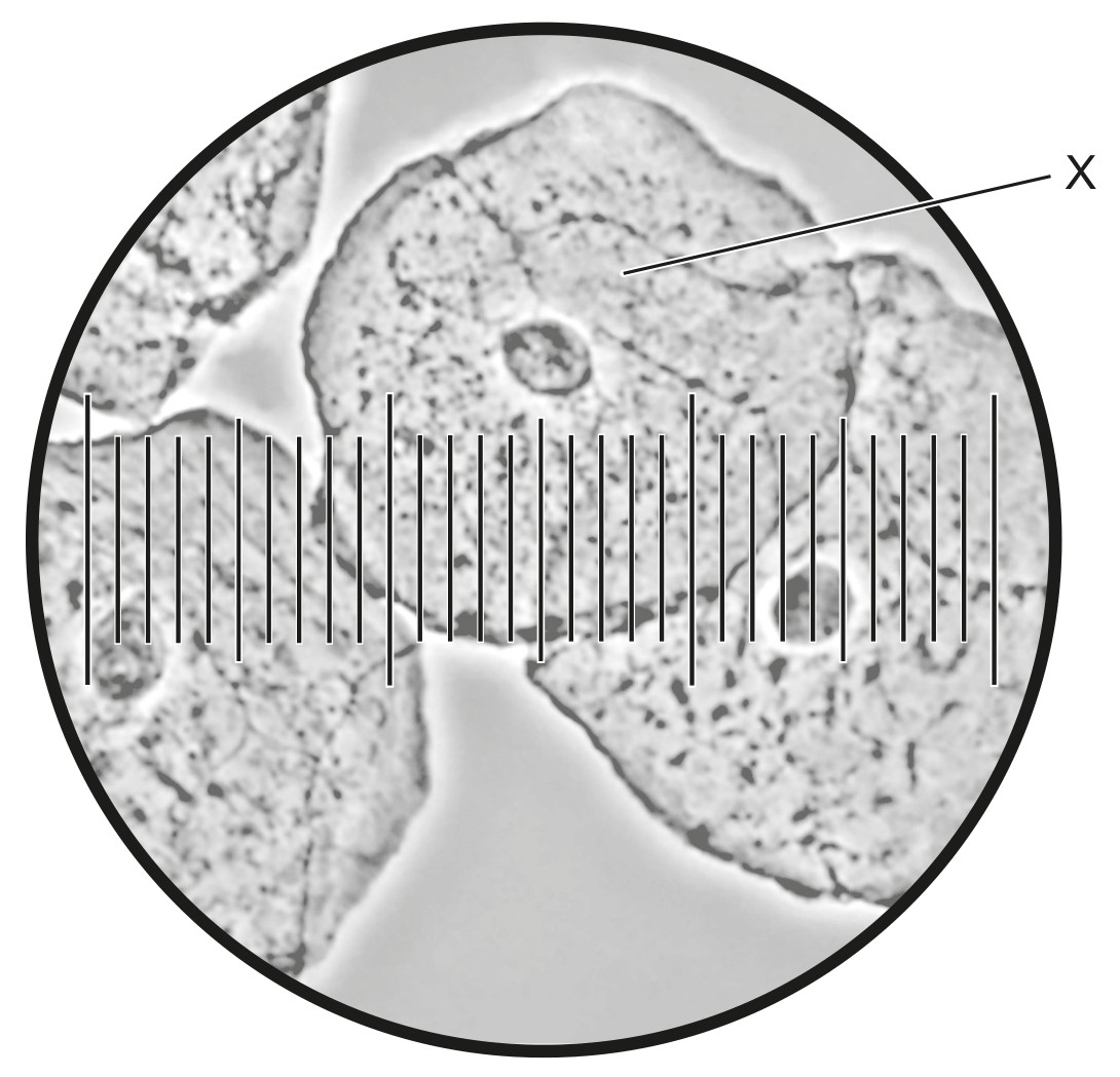 Figure for Question 1 — IB Biology SL