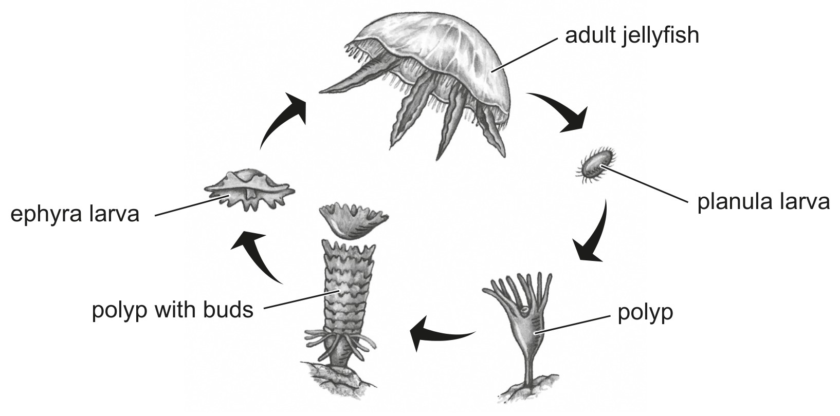 Figure for Question 1 — IB Biology SL
