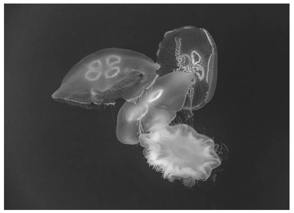 Figure for Question 1 — IB Biology SL