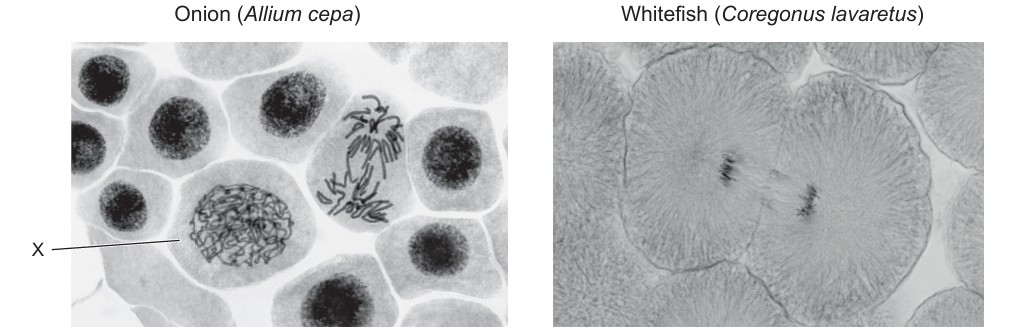 Figure for Question 1 — IB Biology SL