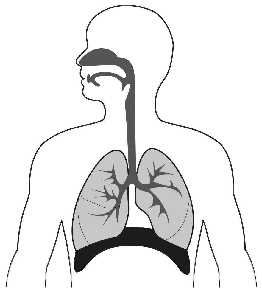 Figure for Question 1 — IB Biology SL