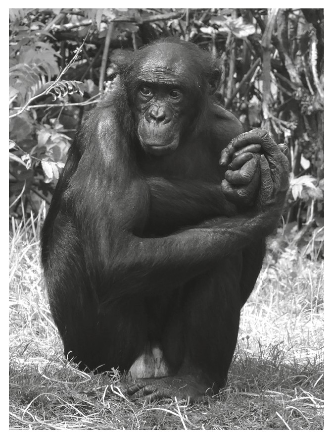 Bonobo (Pan paniscus)