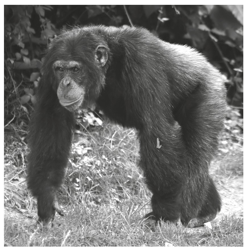Chimpanzee (Pan troglodytes)