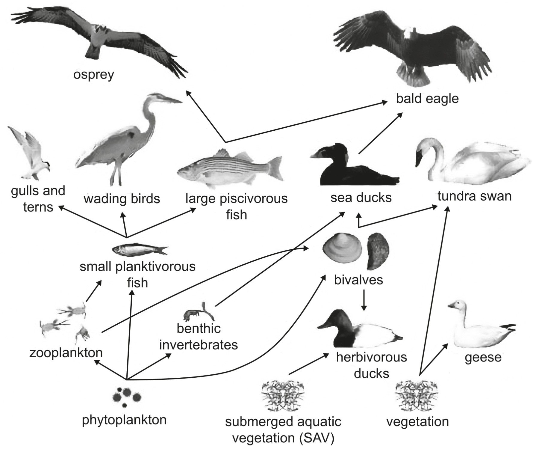 Figure for Question 1 — IB Biology SL
