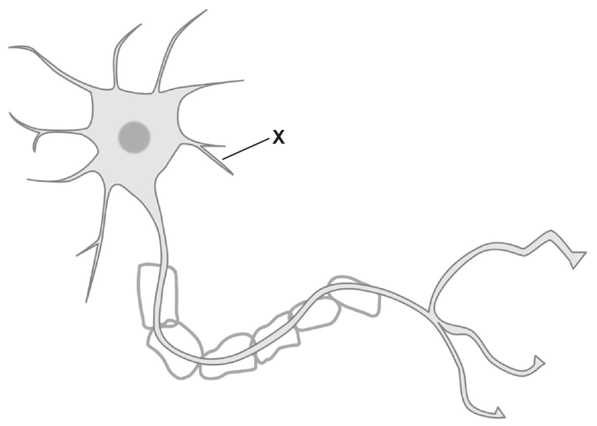 Figure for Question 1 — IB Biology SL
