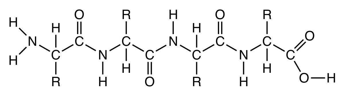 Figure for Question 1 — IB Biology SL — Option D