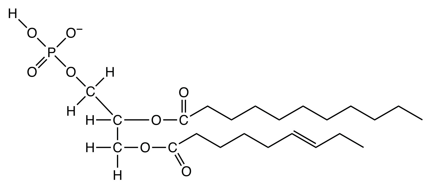 Figure for Question 1 — IB Biology SL — Option B