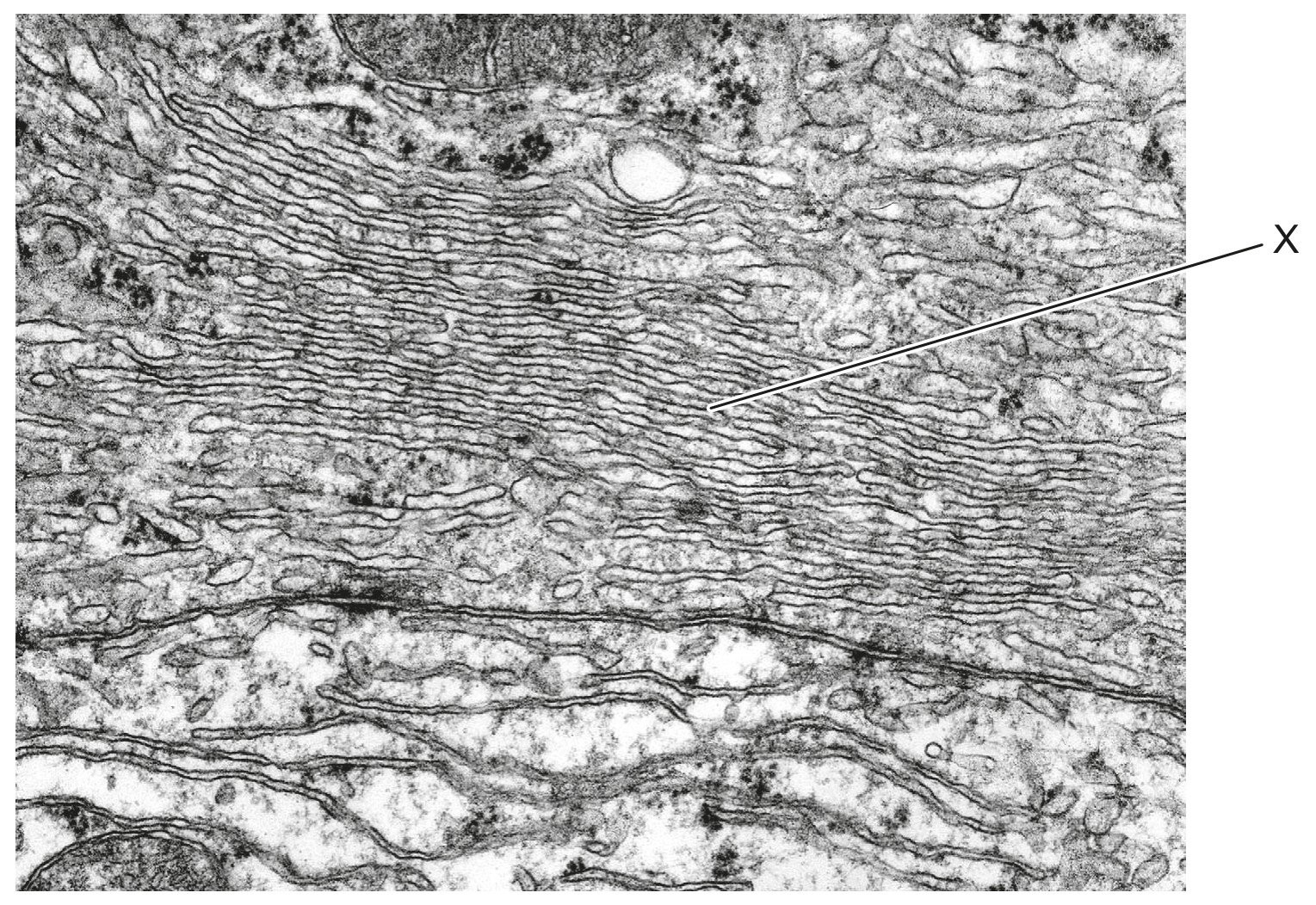 Figure for Question 1 — IB Biology SL