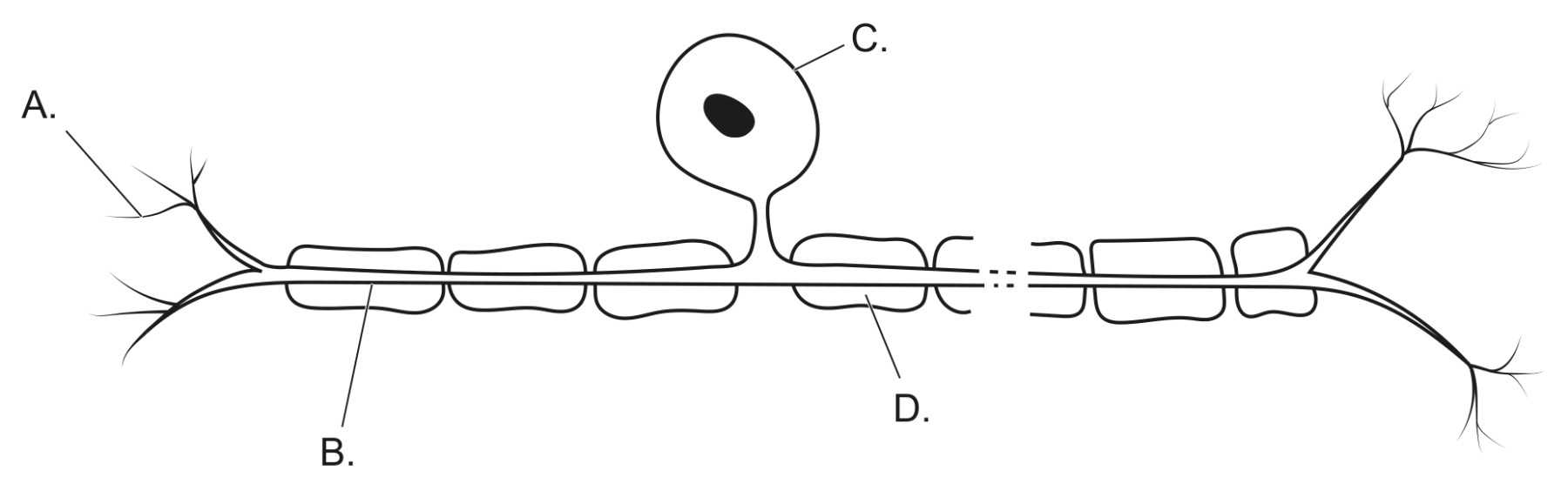 Figure for Question 1 — IB Biology SL