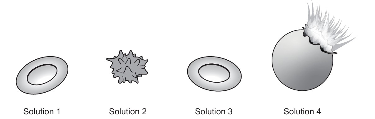 Figure for Question 1 — IB Biology SL