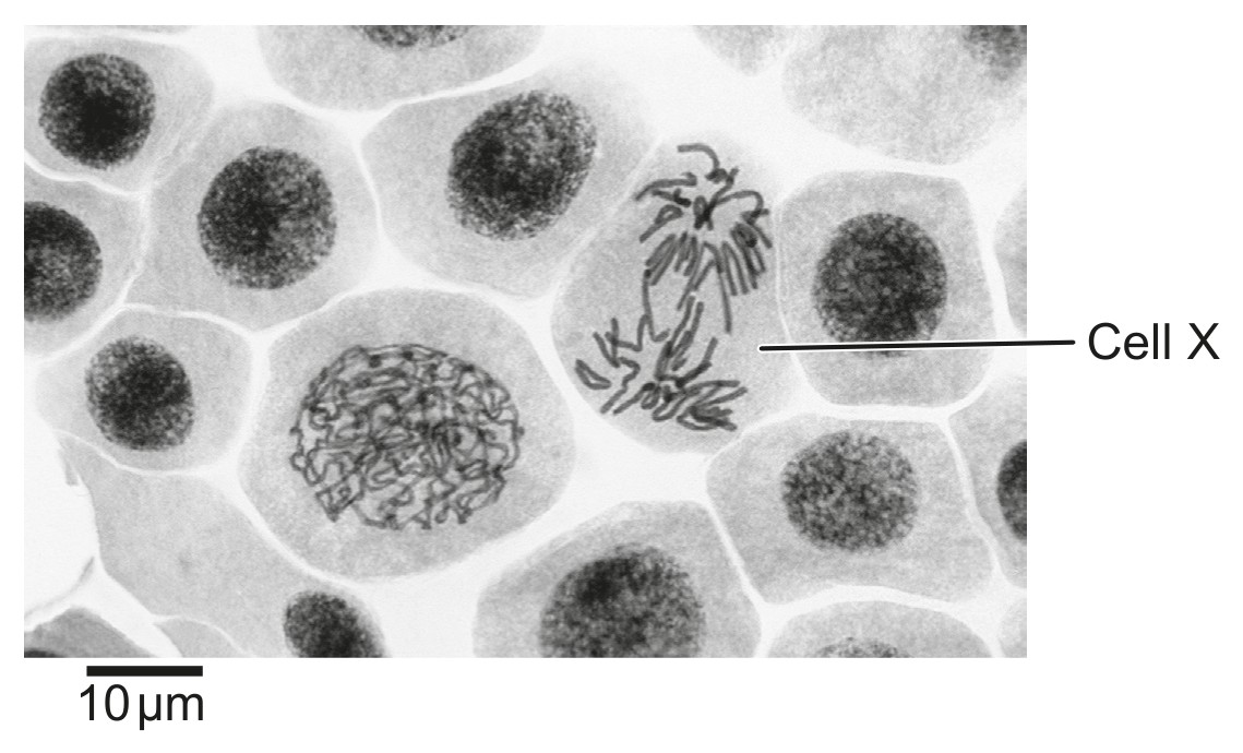 Figure for Question 1 — IB Biology SL