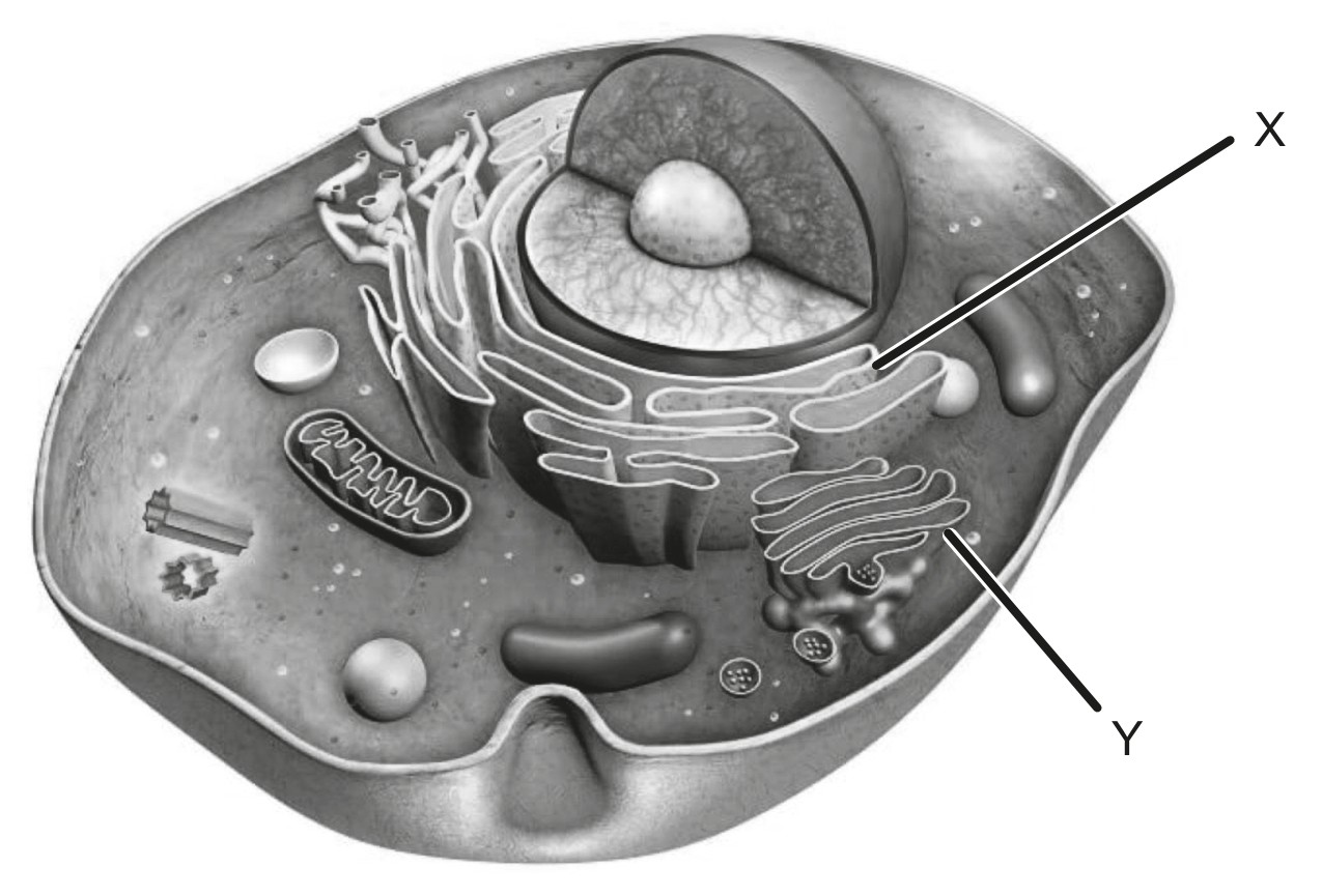 Figure for Question 1 — IB Biology SL