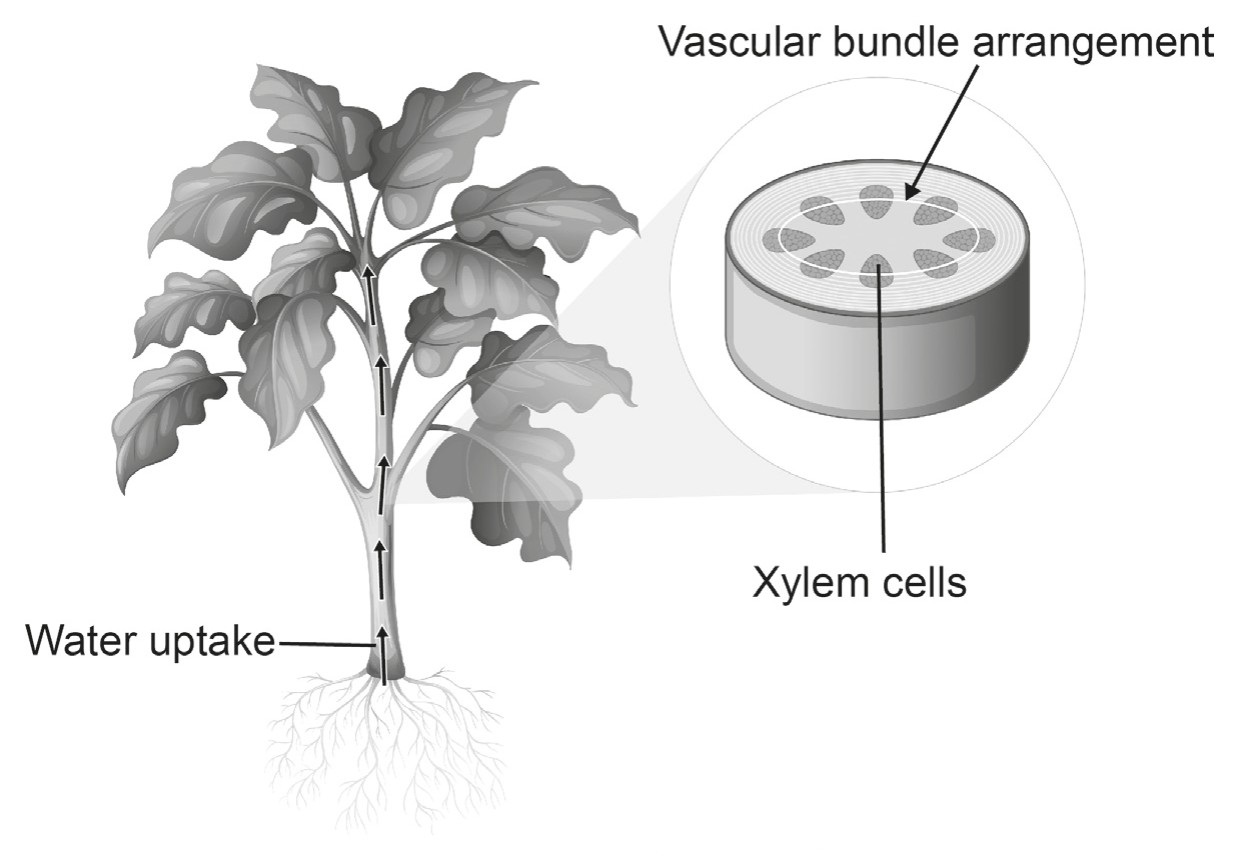 Figure for Question 1 — IB Biology SL