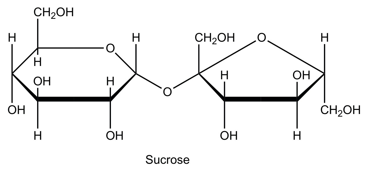 Figure for Question 1 — IB Biology SL