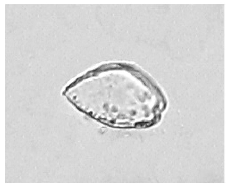 Figure for Question 1 — IB Biology SL