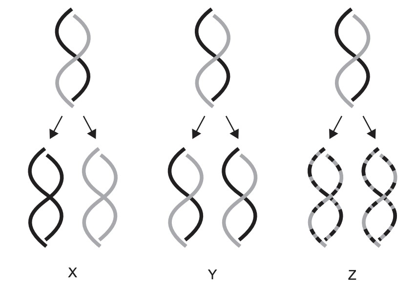 Figure for Question 1 — IB Biology SL