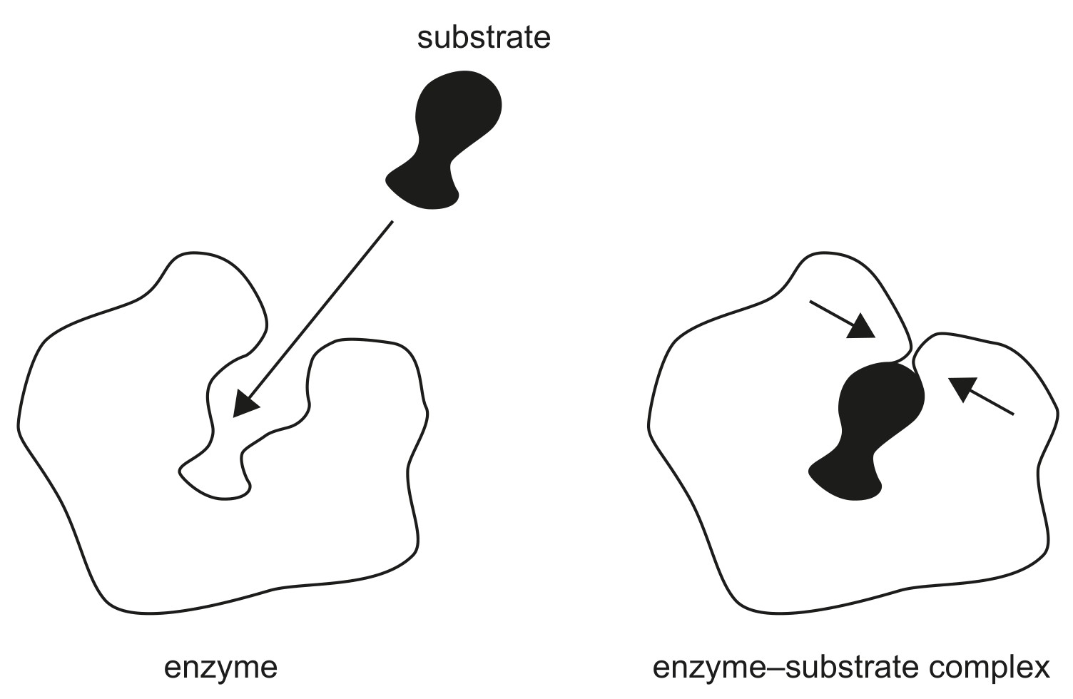 Figure for Question 1 — IB Biology SL
